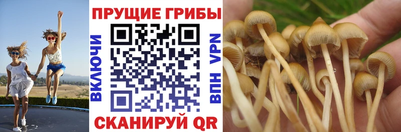 Псилоцибиновые грибы прущие грибы  Сорочинск 